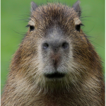 The ultra capybara squad