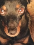 IL mio migliore amico