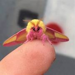 Moth social