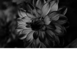 Blac Dahlia Studios