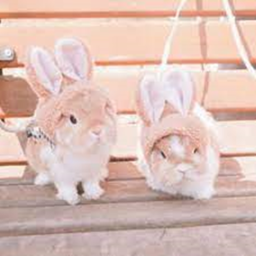 bunny hangout