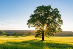Tree Four One