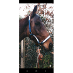 La teams horse
