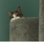 Cat of Life