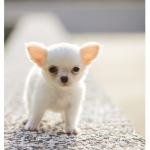 Puppy nation