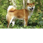 la teams shiba inu