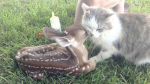 meoiwmeowmeow