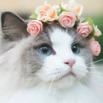 kitty group club