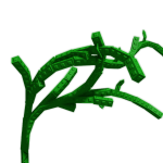 Grape plant