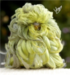 Budgie lovers