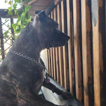 bella vs cuette xbox one edition  