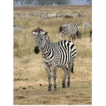 The Zebra gang!
