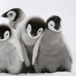Penguin fan group lol