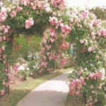 Charlotte's Garden