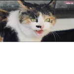 하얀석탄 공식 그룹