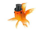 FishHasThink fan group