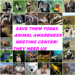Animal Awareness Meeting Center