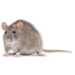 the rat motel