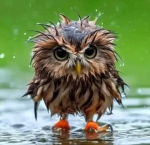 Cool owls awesome