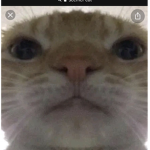 Cats123468