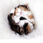 The KittenGamers