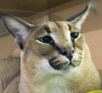 floppaisthebestcatever