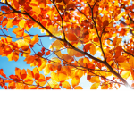 Autumn stables