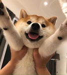 -lxvly-