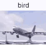 Amemeos