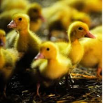 *-(The Duck Squad)-*