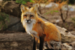 Fox hunting gang