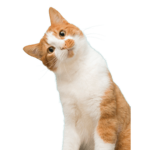 Cat_Studioz