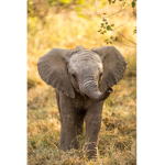 #Elephant squad <3