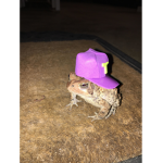 sindo toad