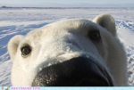 The OP Polar Bears