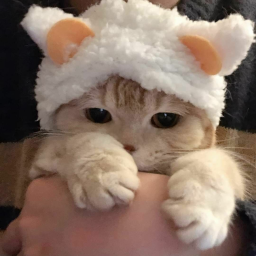 🐾 𝒞𝓊𝓉𝑒𝓈𝓎 🦴