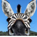 Atheistic Animals