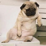 TEAM ELLIE THE PUGGO