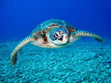 Turtle Fan Club Hang Out