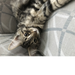 luckycharmcat army