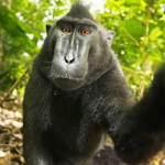 grupo dos macacos humanos