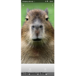 Capybara join now