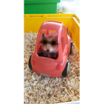 The hamster fried chicken