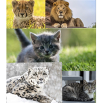 Cat club! (Including wild cats)