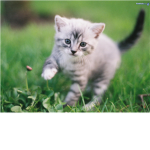 i <3 kitty cats