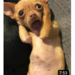 Dog loco