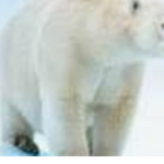 Polar bear is forever