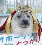 Seal'sClothes