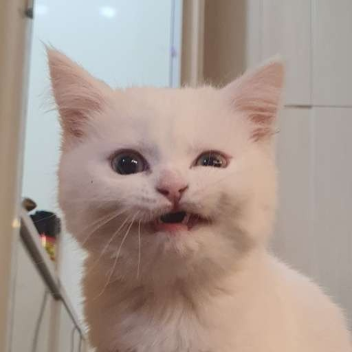 silly