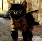Ninja Kitty Cats
